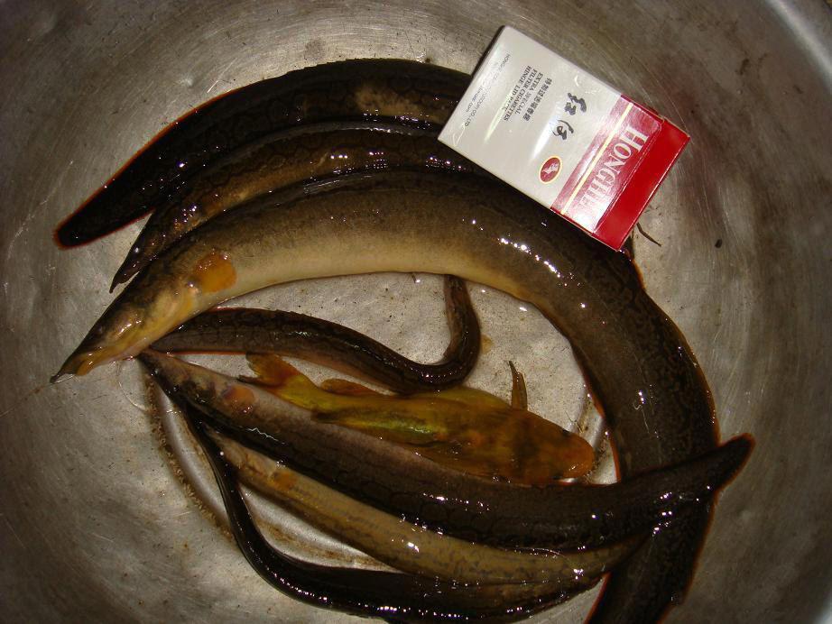 这鱼你们那叫它什么, 客家人称它为"猪麻锯"