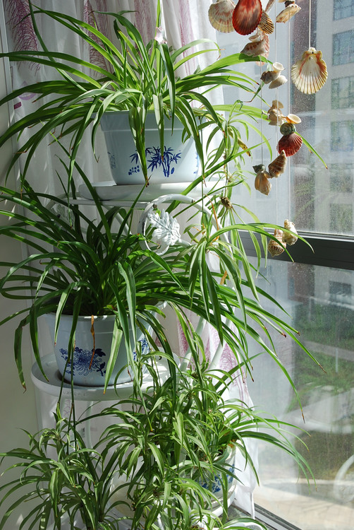 各种吊兰大全集(吊兰的种类名称和图片大全 新闻)