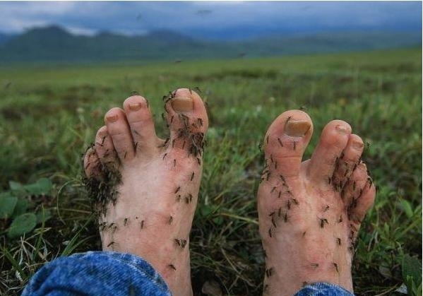 夏天到了,为什么蚊子从来不咬非洲人?