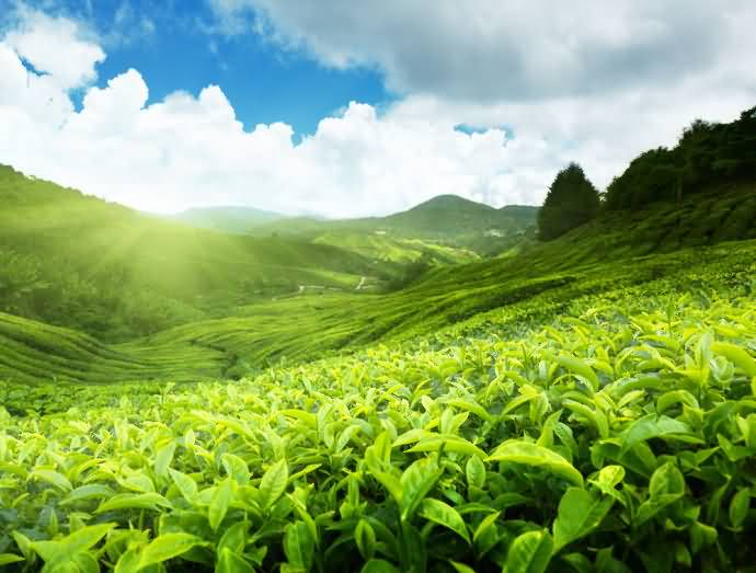 诗茶文化典藏征文展林治的茶诗