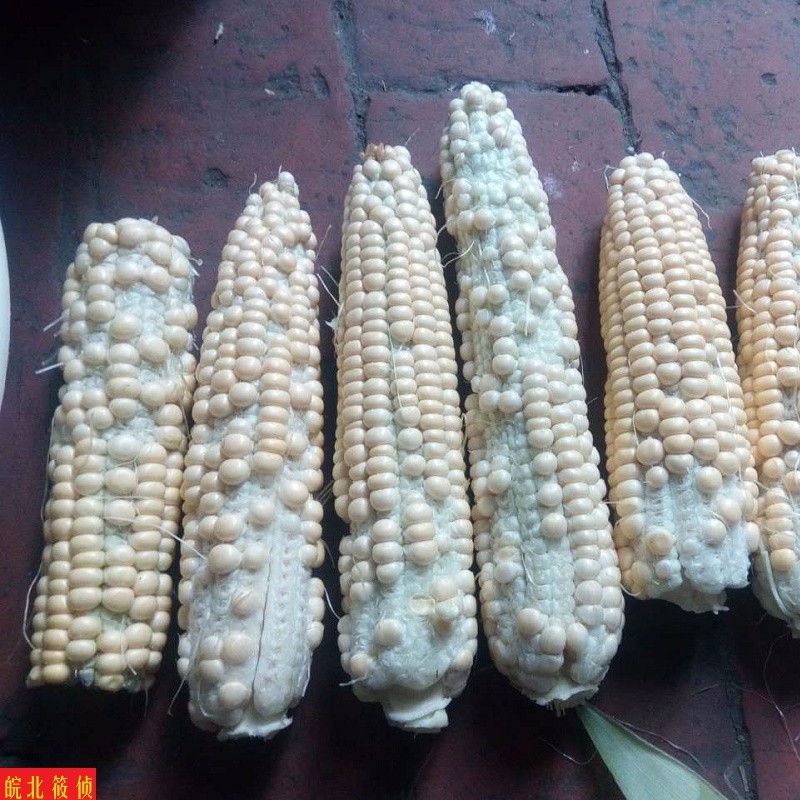 高温,干旱,大风,让地里长出这样的"秃头"玉米_新浪看点
