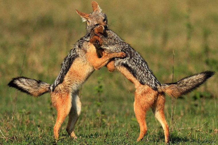 藏獒比特犬猛烈?比狼战斗力还强的狗,绝不抛弃伤伴