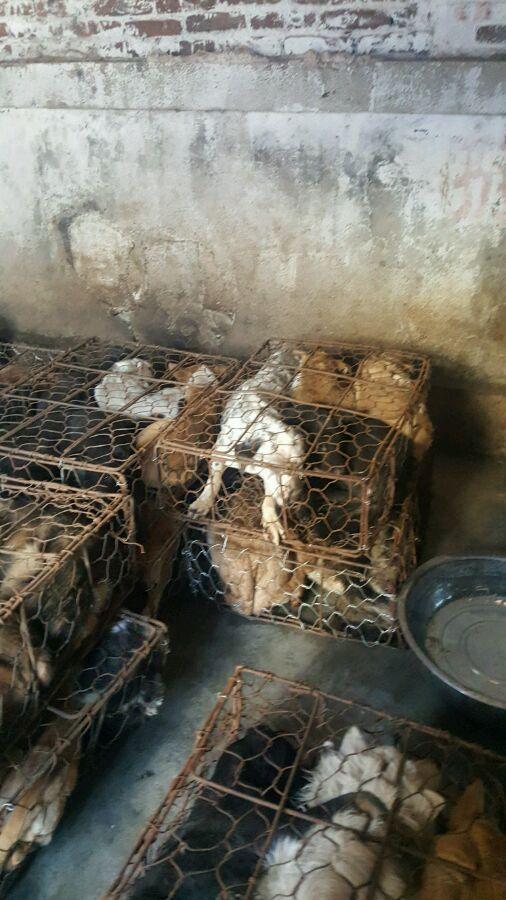 在屠宰场救了一只哈士奇,其他狗眼神好可怜