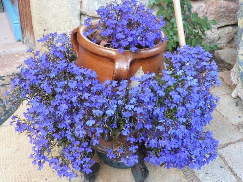 花开特容易爆盆的翠蝶花,花朵活像一只只纷飞的蝴蝶