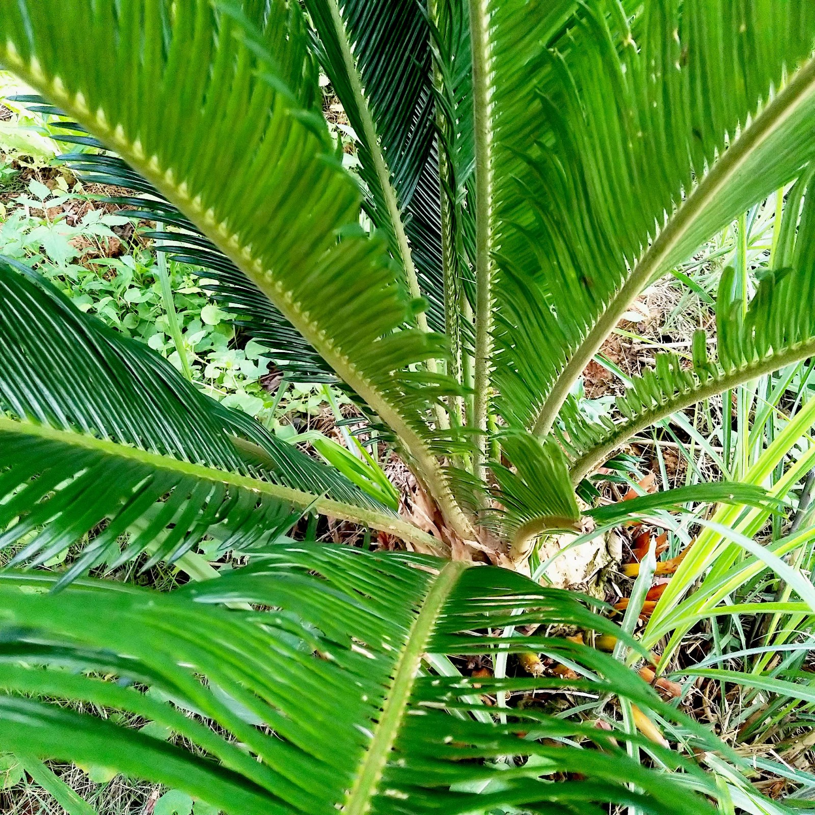 这树长得如把伞 药用功效不愧色|铁树叶|铁树|功效_新浪新闻