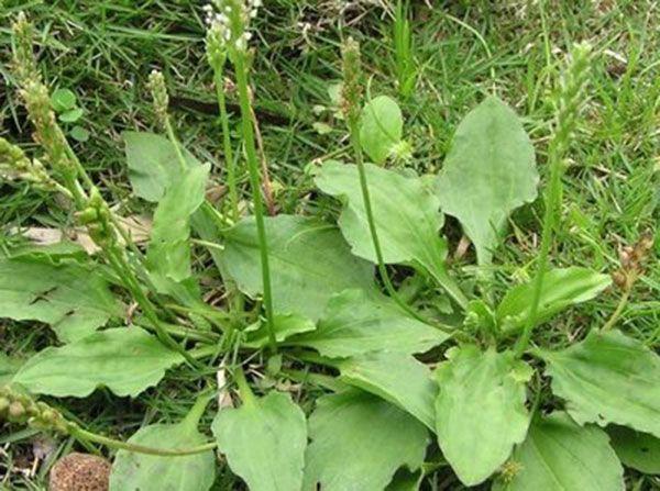 猪耳朵|农村|车前草_新浪新闻