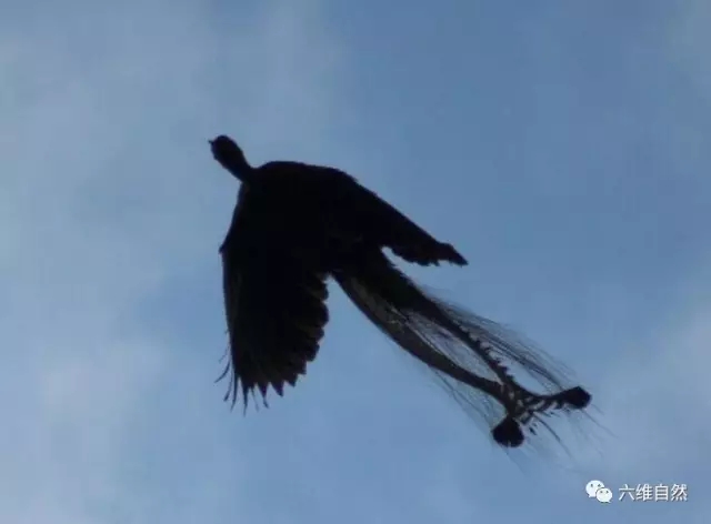 这种鸟不仅有"凤尾",还能模仿众多声音|琴鸟|声音|凤尾_新浪新闻