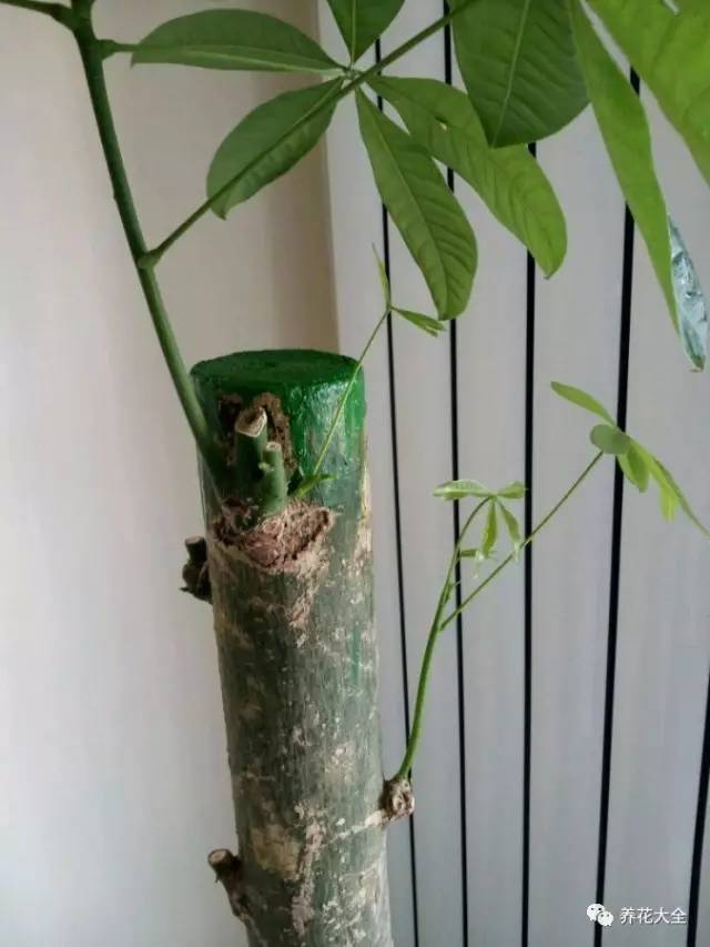 发财树看见这种枝赶紧剪要不然过两天就彻底长残