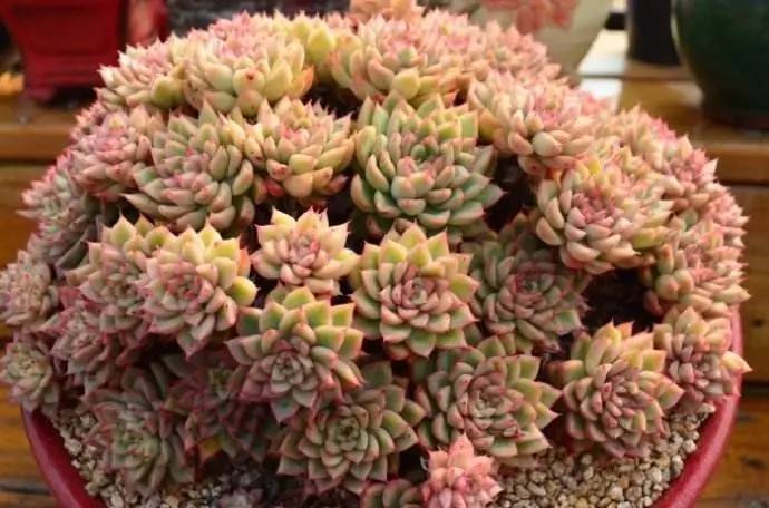 特别容易长侧芽爆盆的女雏不养一盆就亏大了