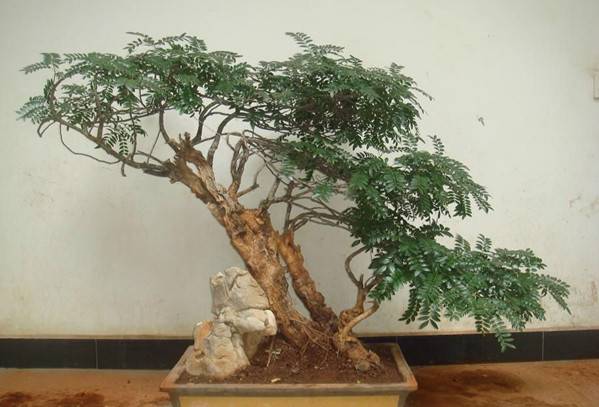 清香木是一种黄连木属的常绿小灌木或乔木,四季常青,新长出来的叶子是