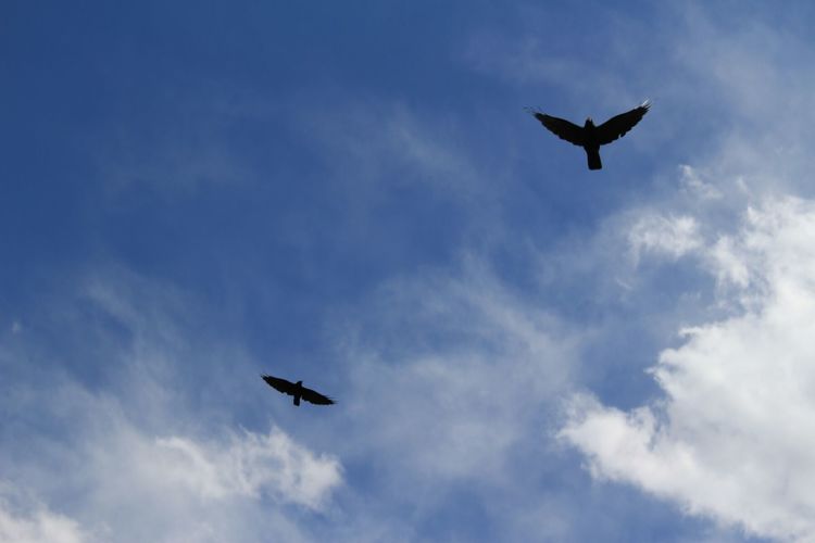 塔吉克民族帕米尔高原上的雄鹰