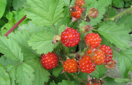 这种果子功效多,治风湿,贫血效果好|野草莓|果子|风湿_新浪新闻