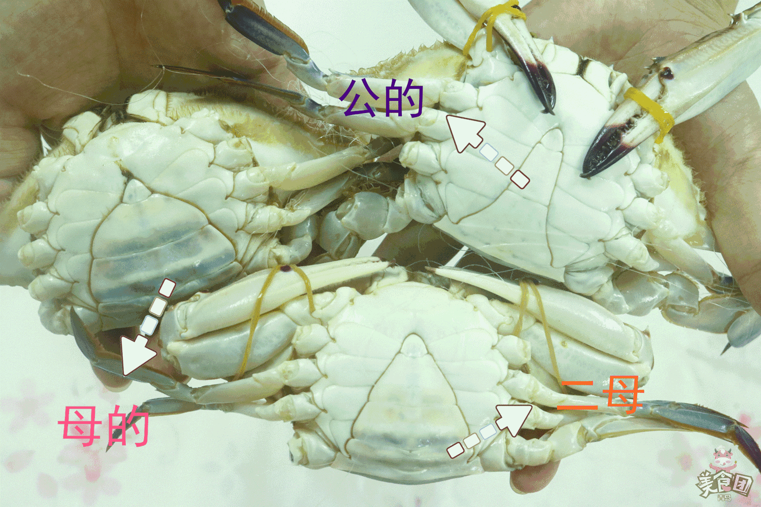 第一步:看公母秒灭蟹八件!这才是咱青岛银徒手吃螃蟹的正确方式!