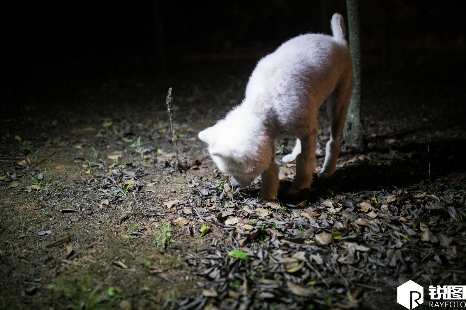 狗狗很认真,藏匿着的螃蟹都逃不过它的强大嗅觉.(图片来源:锐图)