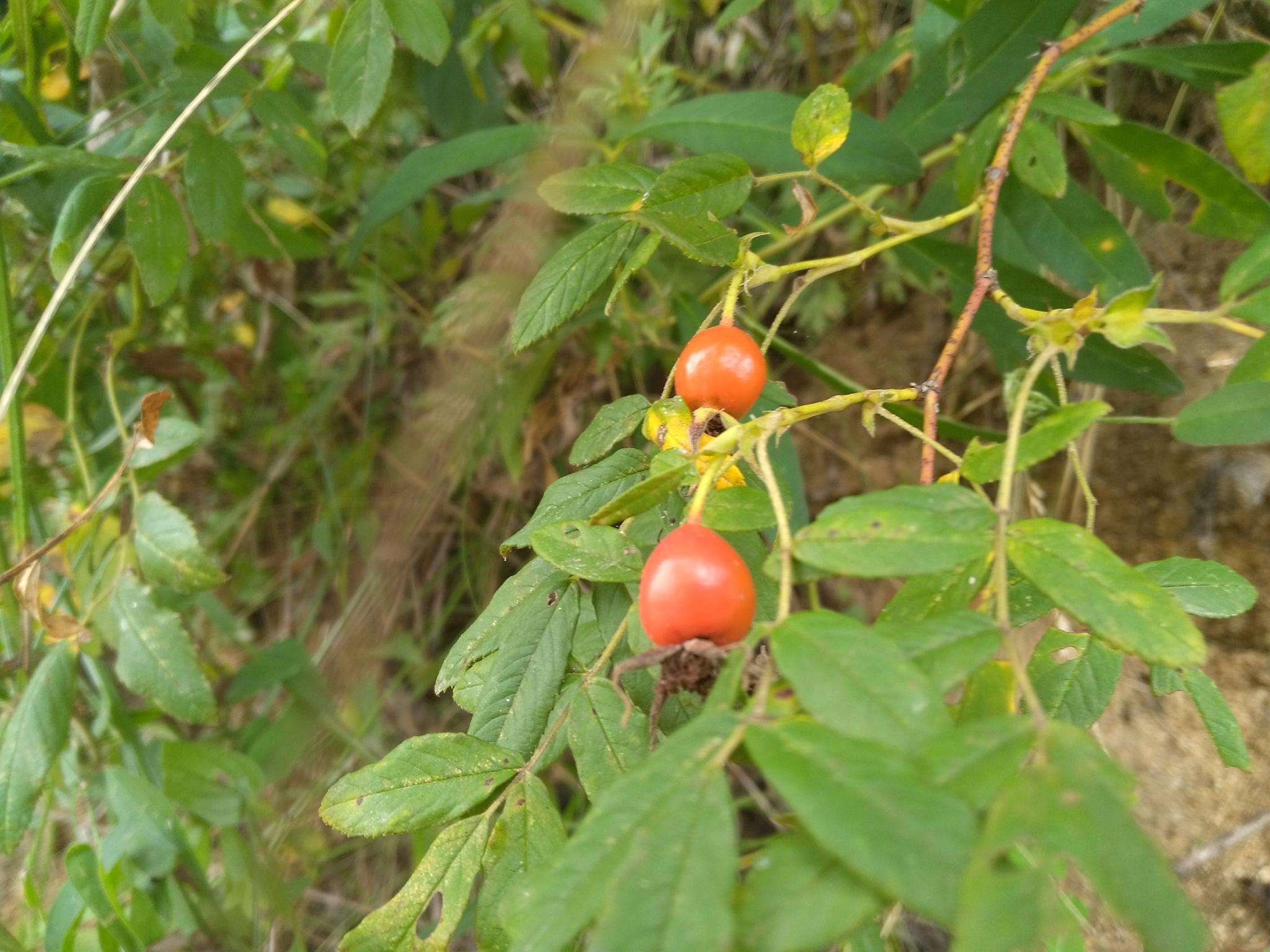 这几种果实 曾是孩提时最爱 如今乡村遍地却已无人吃
