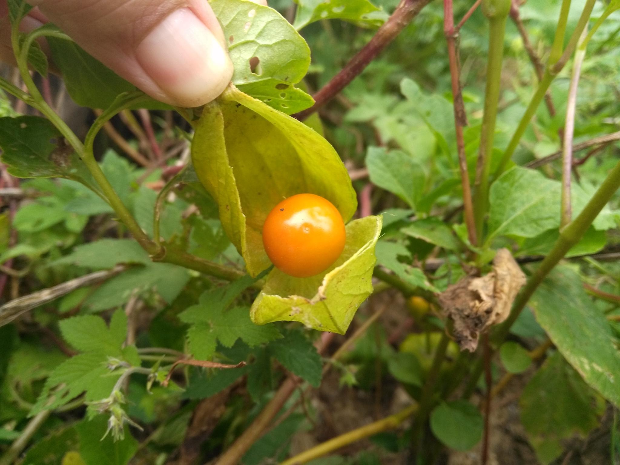 这几种果实 曾是孩提时最爱 如今乡村遍地却已无人吃
