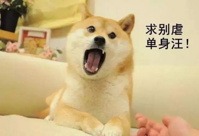 2亿单身狗10万程序员七夕国家包分配对象么