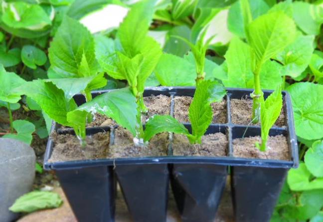 学会这种常见的植物扦插法,剪段茎都能长成新的盆栽