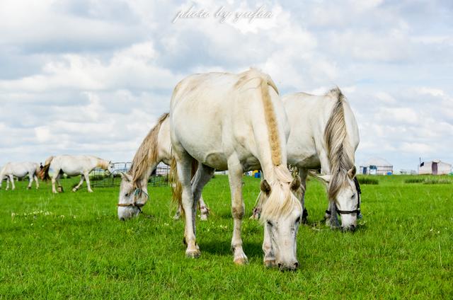 草原上最美丽的风景——乌珠穆沁白马