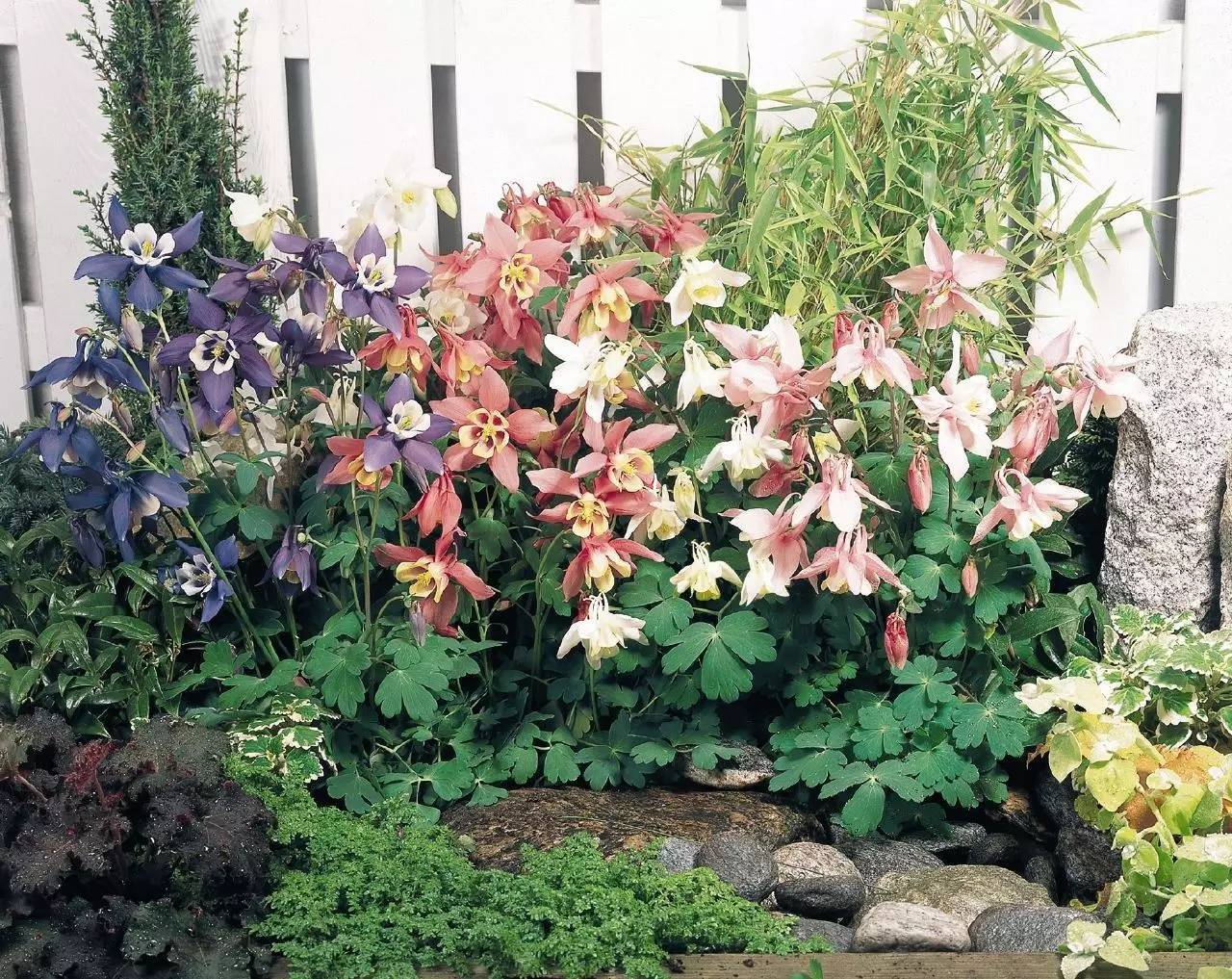 适合在阴凉避风处养护的耧斗菜,别致迷人的小花