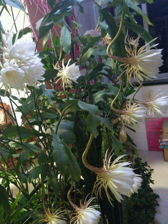 昙花养了七年终于开出50朵花了这下够吃的了