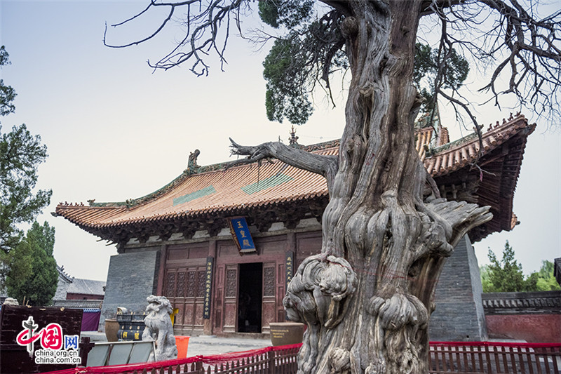 河南济渎庙济水源头看千年古柏图