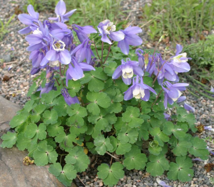 适合在阴凉避风处养护的耧斗菜,别致迷人的小花