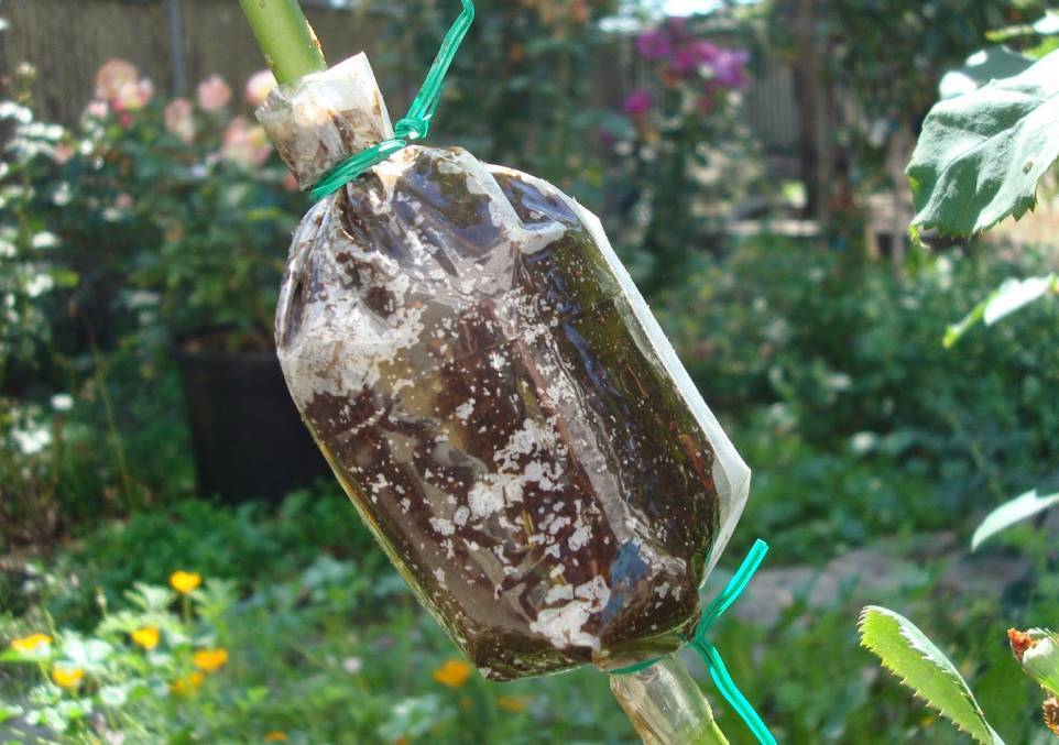 看操作的图片,你就能学会月季的空中压条繁殖法