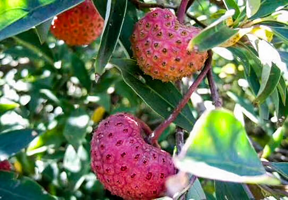 山上的各种野果,吃过几种,小时候最后一种我吃饱过|野果|野荔枝|牛奶