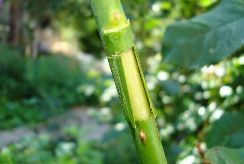 看操作的图片,你就能学会月季的空中压条繁殖法