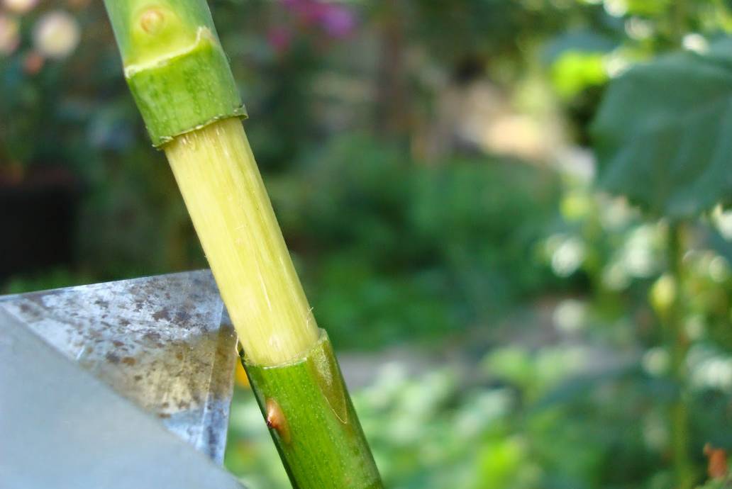 看操作的图片,你就能学会月季的空中压条繁殖法