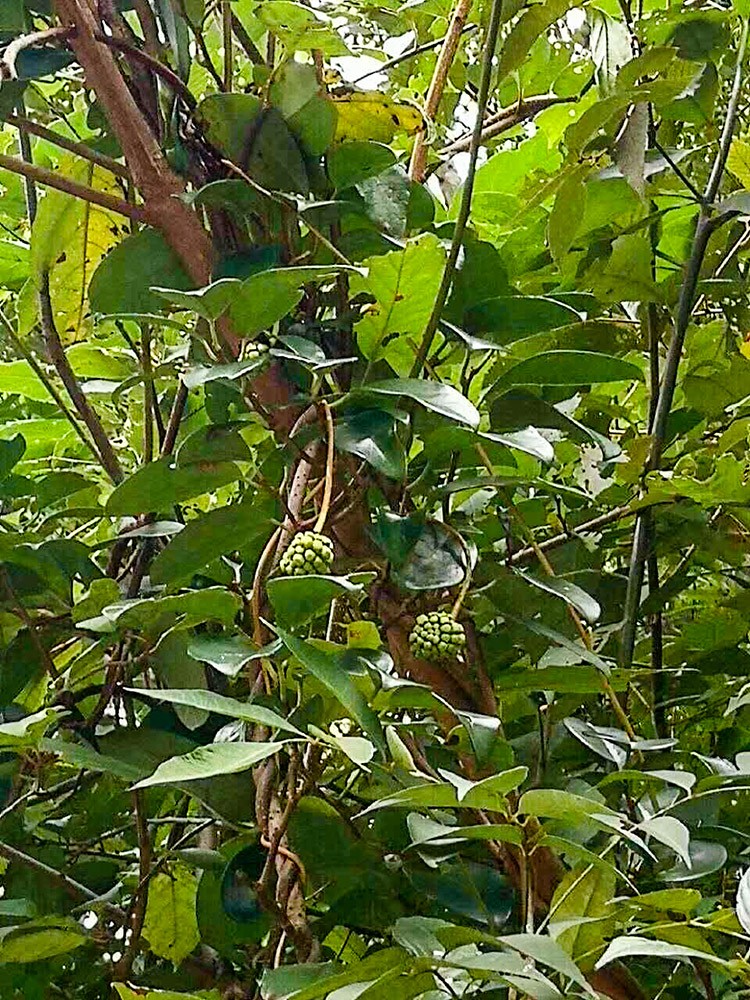 山上的各种野果,吃过几种,小时候最后一种我吃饱过|野果|野荔枝|牛奶