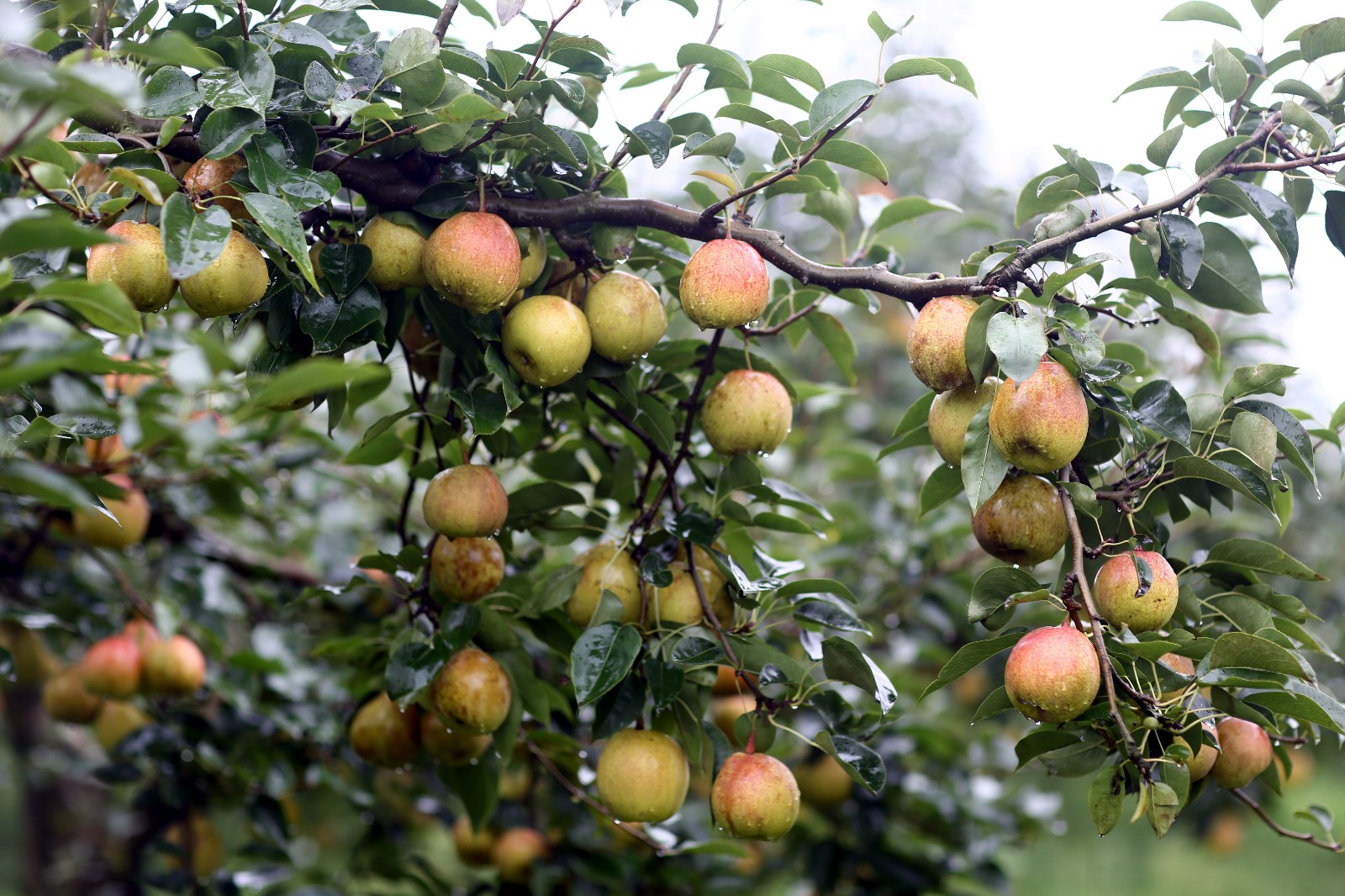 云南万亩红梨畅销国内外 周末市民可自驾车低价尝鲜