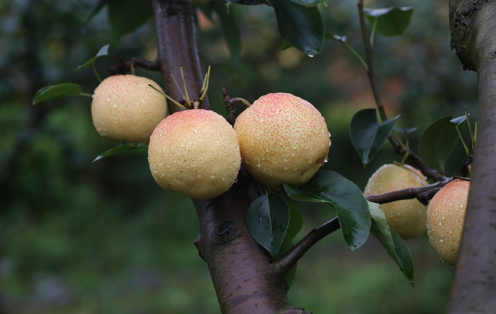 云南万亩红梨畅销国内外 周末市民可自驾车低价尝鲜_新浪看点