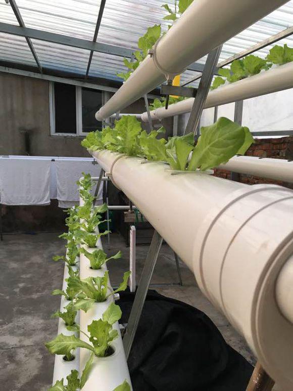 几根管子就能种菜,方便还美观,再也不用愁没菜吃了