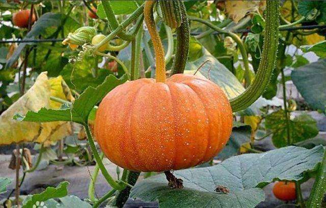 夫妇将西瓜嫁接在南瓜上,结果几个月后,称:很甜