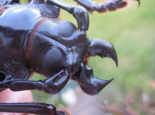 "泰坦大天牛"是世界上最大的昆虫,也
