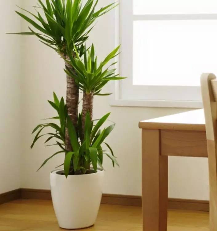 室内养不死的植物排名图片