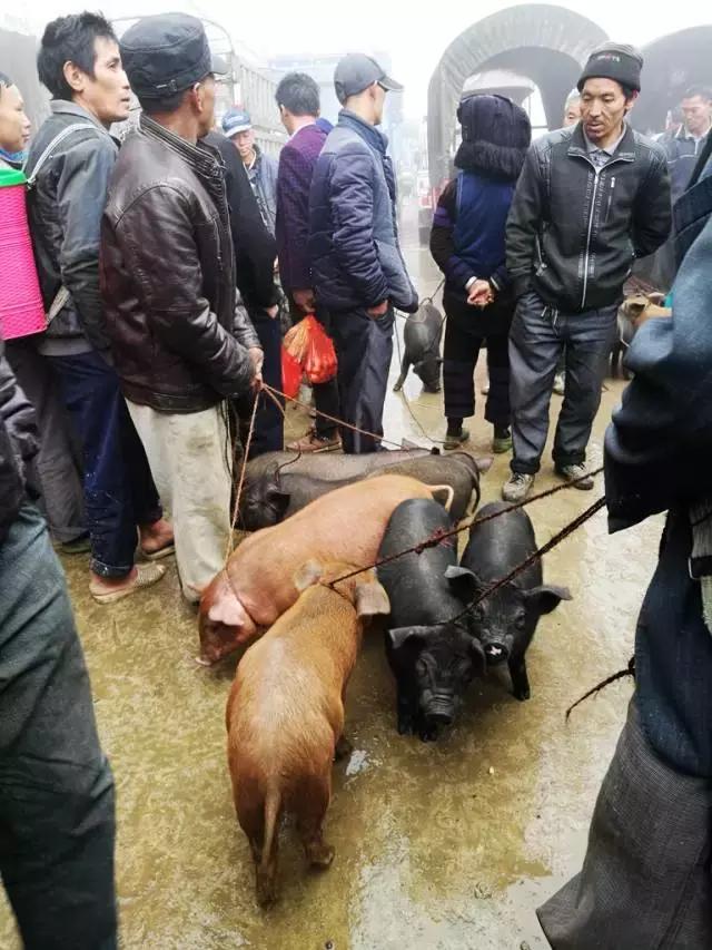 猪和鸡都是拴着卖的