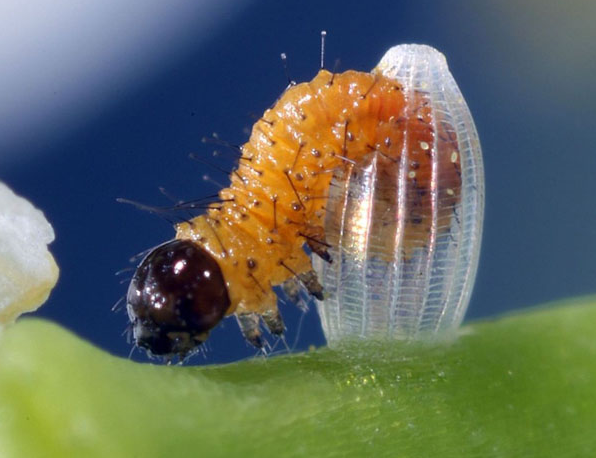 毛毛虫破茧而出惊人画面