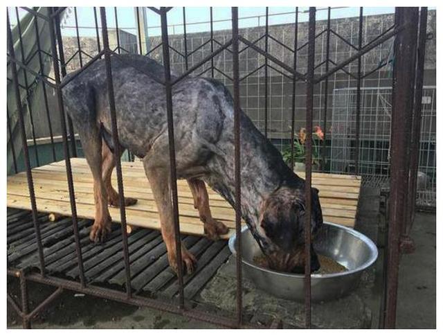 藏獒的壮原来是虚胖,剃毛之后这怂样,连三岁小孩都不怕!