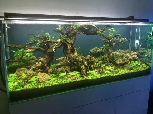 家居水景丨极品沉木打造完美水草造景缸