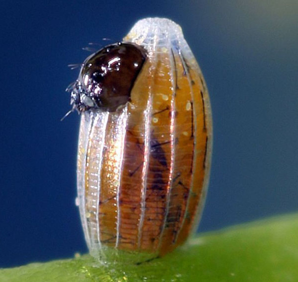 毛毛虫破茧而出惊人画面