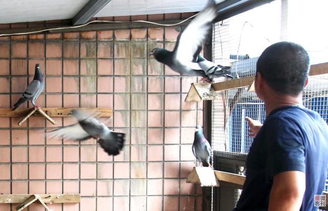 他们高空楼顶养鸽子 训出冠军信鸽身价百万