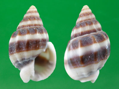 一起织纹螺引起的食物中毒,发现螺体内竟是河豚毒素__财经头条