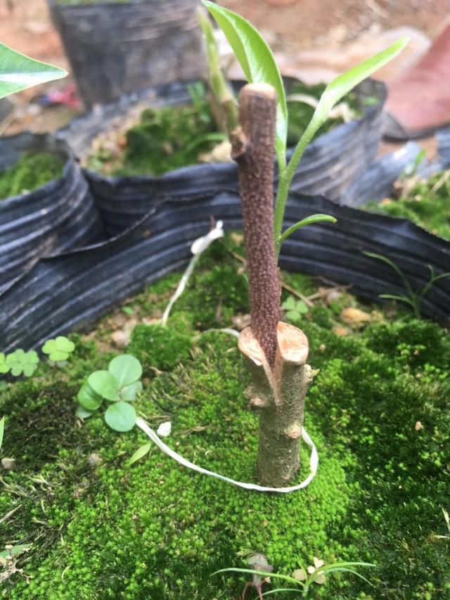 现实中的摇钱树嫁接版沉香奇楠苗