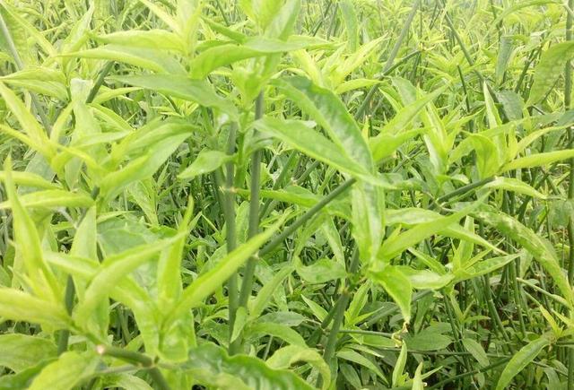 这种野菜含有七种抗癌成分是天然的抗癌之王