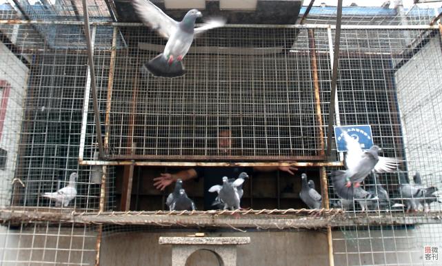 他们高空楼顶养鸽子 训出冠军信鸽身价百万