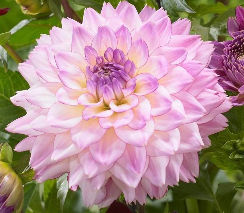 白薯花(白薯花冬天怎样保存根茎)