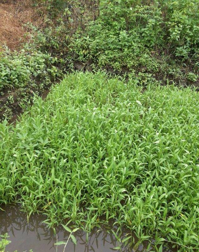 空心菜的存活力很强,生长速度也非常快,不用放太多的肥料,不过一定要